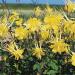 Mr Fothergill's - RHS Aquilegia Yellow Queen - Buy Online on SooperMarket.com