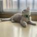 Hepplly 2-Pack Reflective Cat Collars with Bell - Quick Release Kitten Collars (Light Green) - International Shipping Available - Buy Online on SooperMarket.com