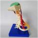 LifeSize Cervical Vertebra Template - Model of Human Being with Nerves Cerebral Trunk Occipital Bone Armpit - Buy Online on SooperMarket.com
