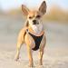 Buy Heele Dog Harness for Small & Medium Dogs - Adjustable Reflective Soft Mesh - Breathable & Comfortable - Perfect for Puppies - 2XS Size - Orange - Buy Online on SooperMarket.com
