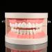 Standard-Tech 1-Part PVC Dental Apprenticeship Model - Ideal for Tooth Brushing Demonstration & Teaching - Buy Online on SooperMarket.com