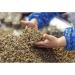 Alma Gourmet Sicilian Capers in Sea Salt Imported from Italy |1.1 Pound (500g) - Buy Online on SooperMarket.com