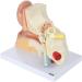 Human Ear Model 5 Times Natural Size Pattern with 3 Parts Illustrating Ear Main Ear Beings Ear Cleaner Internal Ear - Buy Online on SooperMarket.com