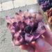 Amethyst Rough Stone Natural Amethyst Specimen Purple Quartz Stone Raw Home Decor (Size : 300-400g) HOMEZHOU - Buy Online on SooperMarket.com