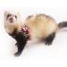 CHIPKART Small Pet Harness with Bowknot and Bell Decor No Pulling Comfort Vest Guinea Pig Harness and Leash Set for Ferret Rats Iguana Hamster(Black) - Buy Online on SooperMarket.com