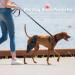 Pet Dog Injury Knee Brace Leg Inflammation Pain Alleviate Leg Support Sheaths for Dogs Outdoor Walking Accessories - Buy Online on SooperMarket.com