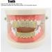 Diamond Teeth Grillz Cold Plated Copper Grills for Your Teeth Reusable Vampire Teeth for Kids Men Women Teeth Decoration for Halloween Party Hip Hop Music Concerts Birthday(gold) - Buy Online on SooperMarket.com