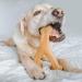 Benebone Wishbone Dog Chew Toy for Aggressive Chewers - Real Chicken Flavor | Large Size - International Shipping Available - Buy Online on SooperMarket.com