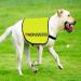 Nervous Dog Jacket Vest Rescue Dogs Anxious Dogs Scared Dogs Slogan Warning Vest (Nervous Dog Large) Nervous Dog L EU - Buy Online on SooperMarket.com