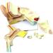 Human Ear Template Outdoor Ear Medium Ear Inner Ear Ear Structure Model Suitable - Buy Online on SooperMarket.com
