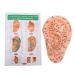 Buy Ear Massage Acupuncture Model | Safe PVC Material for Home Medicine | International Shipping - Buy Online on SooperMarket.com