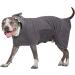 BoxDog Wearable Microfiber Dog Towel with Shark Hoodie | Soft Dog Bathrobe (Large Grey Shark) - Buy Online on SooperMarket.com