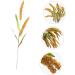 Warmhm 3pcs Simulated Ears of Corn Fake Wheat Ears Dried Wheat Stalks for Decorations Wheat Decoration Single Artificial Grass Plant Artificial Wheat Ears Stalks Vegetable Iron Goldenx3pcs 12X75CMx3pcs - Buy Online on SooperMarket.com