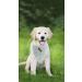 Lionet Paws Dog Bandana | Triangular Headscarf for Small Medium & Large Dogs | Stylish & Comfortable (Pack of 1) - Buy Online on SooperMarket.com