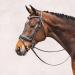 Schockem hle Malibu Anatomic Snaffle Bridle Black for Thoroughbreds - Premium Quality Equestrian Gear Worldwide Shipping - Buy Online on SooperMarket.com