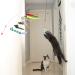 CZPET Cat Toys Kitten Toys Jump Exercise Interactive Toy-Replaceable Door Elastic Rope Automatic Toy Funny Cat Teaser Stick Various Developmental Puzzle Toys Catnip Feather Little Mouse Toys 9PCS