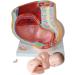 Female Pelvic Pattern with Nine-Month fetal Model. Suitable - Buy Online on SooperMarket.com