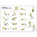 Pinofit Fascia Roll Pro - Ergonomic Foam Back Massager | Self-Massage Tool with Practice Poster | 42cm x 15cm - International Shipping - Buy Online on SooperMarket.com