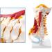Human Anatomical Model Cervical Vertebra Model Cervical Spine with Neck Artery Occipital Bone Disc and Nerve Modelflexible - Buy Online on SooperMarket.com