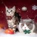 Webeedy Christmas Cat Neckbands - 4 Adjustable Breakaway Collars with Flower & Bell 18-28 cm Holiday Gifts for Cats - Buy Online on SooperMarket.com