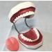 LBYYH Life-Size Dental Teeth Model for Kids - Standard Adult Demonstration Tooth for Early Oral Education & Brushing Practice - Buy Online on SooperMarket.com