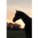 Lucor Root Brush Horse - Long Soft Bristle Mane Comb | Premium Horse Accessories for Shine & Dirt Removal - Buy Online on SooperMarket.com
