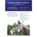 Collegiate ComFiTec Patent Snaffle Bridle - Brown Cob | Premium Quality Equestrian Gear for International Shipping - Buy Online on SooperMarket.com