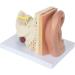 Human Ear Model 5 Times Natural Size Pattern with 3 Parts Illustrating Ear Main Ear Beings Ear Cleaner Internal Ear - Buy Online on SooperMarket.com