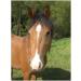Herbal Mixture Vitality Defense Active Pellets 1000g | Additive-Free Herbal Pellets for Horses | Barbara Seitz - Buy Online on SooperMarket.com