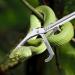 Tianbi Heavy Duty Collapsible Snake Tongs Reptile Eel Grabber Catcher Stick Stainless Steel Garbage Clip Wide Jaw Handling Pliers for Indoor & Outdoor - Buy Online on SooperMarket.com