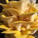 Golden Oyster Mushroom Grain Spawn - 1 lb. Freshly Made & Ready to Use - Buy Online on SooperMarket.com