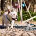 FOVERN1 360 Swivel Dog Tie Out Stake | Heavy Duty Rust Proof Dog Anchor | Cat Tether Holds 1000Lbs | Yard Camping Outdoor | Silver - Buy Online on SooperMarket.com
