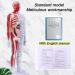 Male Acupuncture and Muscle Model Acupuncture Manikin 85Cm Meridian Anatomy Models with Accurate Lettering of Acupuncture Points for Teaching Training Presentation - Buy Online on SooperMarket.com