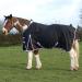 AUTUMNN EQUESTRIAN 50G FILL HORSE TURNOUT RUG LIGHTWEIGHT STANDARD NECK HORSE RUG WATERPROOF 600D HORSE RUG (5'9'')
