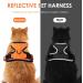 Breakproof Cat Leash Set & Adjustable Soft Kitten Vest - Reflective Stripes | Orange Small Dishes for Kittens - Buy Online on SooperMarket.com