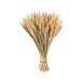 Dried Wheat Stalks 100Pcs Dried Wheat Sheaves Rustic Natural Ears of Wheat Natural Wheat Decor for Home Farmhouse Fireplace Wedding Party and Table/523