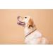 Buy Amberpetcare Amber Chain for Dogs & Cats | Natural Amber Neck Band Against Ticks - Premium Baltic Amber (45-50) - Buy Online on SooperMarket.com