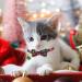 YUJUN 3Pack Christmas Cat Collars with Bow tie and Bell - Adjustable Plaid Snowflake Collar for Kittens - Breakaway Buckle Safety for Puppy - Buy Online on SooperMarket.com