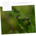 FRCOLOR 2pcs pet Water Feeder dealspet Supplies ant Colony Observation kit formicarium Water Bowl to Feed - Buy Online on SooperMarket.com