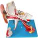 Ear Anatomy Model Human Medical Ear Inner Ear Medium Ear earpted with Enlarged Ear Texture - Buy Online on SooperMarket.com