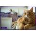 FELIWAY CLASSIC Diffuser Refill 3-Pack - Use with FELIWAY Cat Diffusers - Comforts Cats at Home & Helps Control Unwanted Urine Spraying Cat Scratching and Hiding (90 Day Supply FELIWAY Refill C238) - Buy Online on SooperMarket.com
