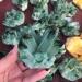 Specimen Healed 260g Natural Crystal Green Ghost Crystal Cluster As a Gift kaixun - Buy Online on SooperMarket.com