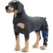 Dog Right Rear Leg Hock Brace - Neoprene Material Prevents Injuries Provides Stability with Support Strip Reflective Strip for Dogs (S) - Buy Online on SooperMarket.com