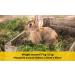 Shorefields Fresh Meadow Hay - Animal Feeding Hay Bale for Rabbits Guinea Pig Horses Hamsters Ponies - Nutritious Grasses & Wildflowers Blend - Green & Dust Free - Buy Online on SooperMarket.com