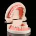 Buy Educion Teeth Bagima 10x8x7 PVC Dental Model for Kids - Effective Tooth Brushing Teaching Tool | International Shipping Available - Buy Online on SooperMarket.com