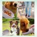 Mydaisy 550ml Spiral Drinking Bottle for Dogs & Cats - On-the-Go Pet Accessories with 100g Feed Container - Large Capacity Ideal for Puppies & Kittens - White - Buy Online on SooperMarket.com