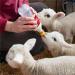 Soft Rubber Milk Drinking Nipples for Small Animals - 15Pcs Goat Bottles Nipples - Buy Online on SooperMarket.com