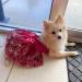 Delifur Medium Red Dog Wedding Dress Tutu Perfect Pet Costume for Birthday Parties & Spring/Summer Celebrations - Buy Online on SooperMarket.com
