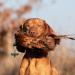 Romneys Pheasant Dummy 500g | Real Plumage & Feather Training Dummy for Hunting Dogs | Floatable Wild Dummy - Buy Online on SooperMarket.com