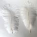 Shekyeon 12-14 inch Ostrich Feathers Pack of 10 - White Wedding Centerpiece Plumes - Buy Online on SooperMarket.com